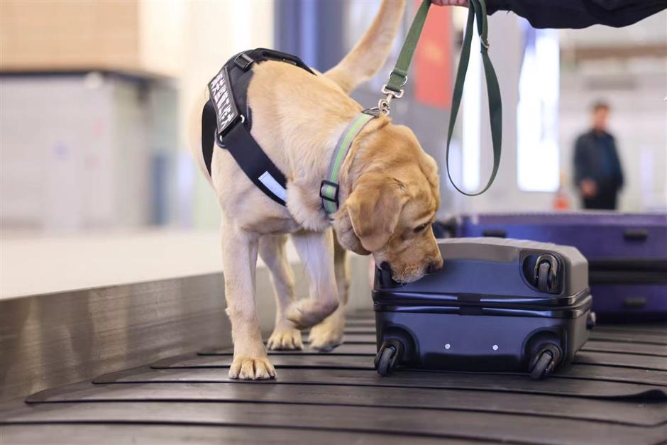 Customs dogs: keeping China's borders safe – one sniff at a time