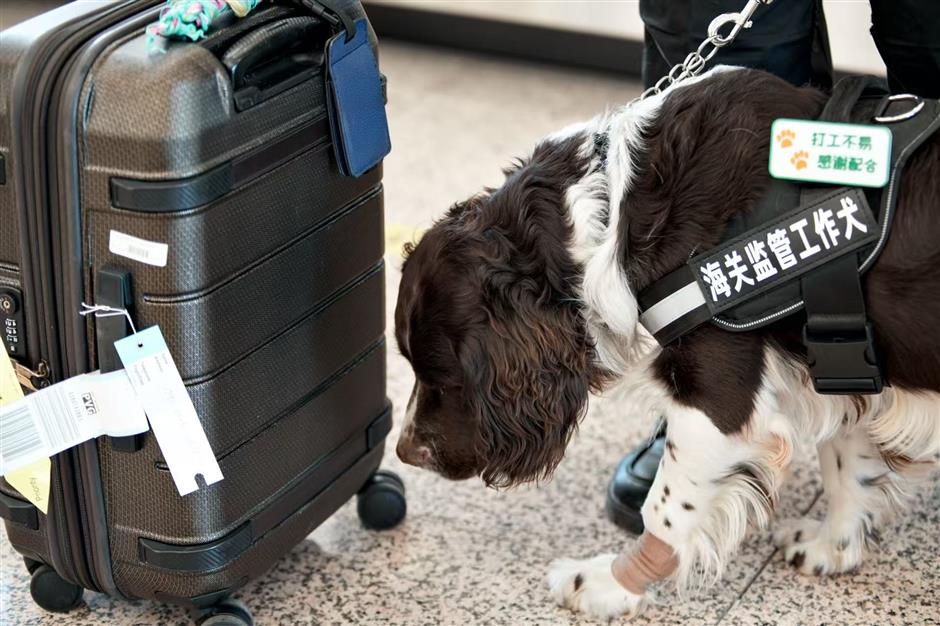 Customs dogs: keeping China's borders safe – one sniff at a time
