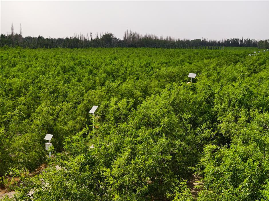 'Great Green Wall' along the Old Silk Road