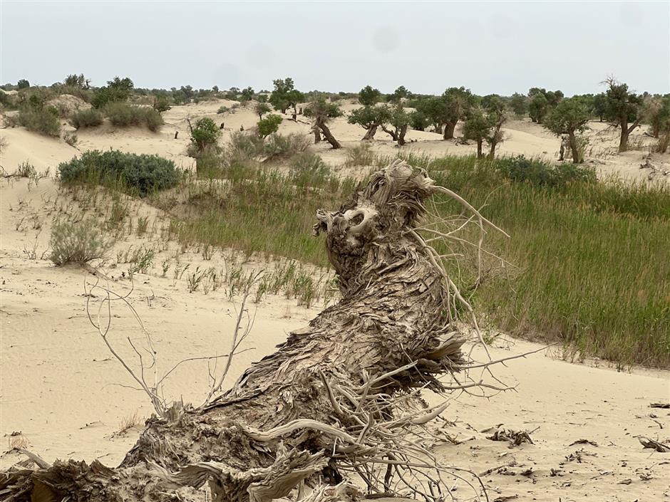 'Great Green Wall' along the Old Silk Road