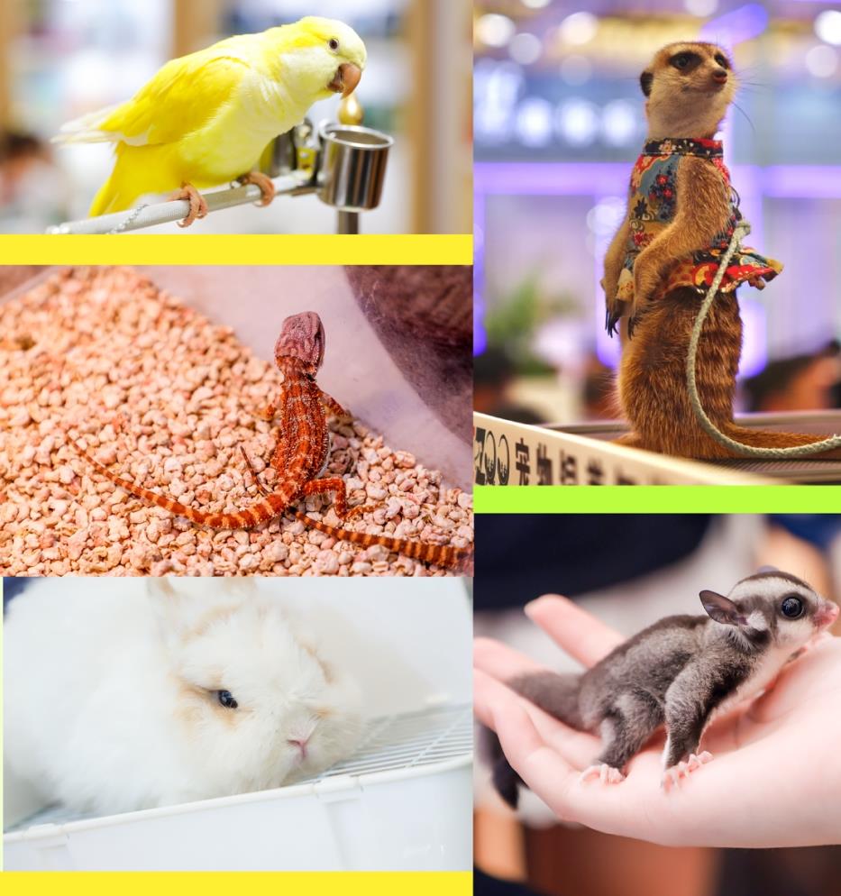Win tickets to a fun day out at Pet Fair Asia 2025