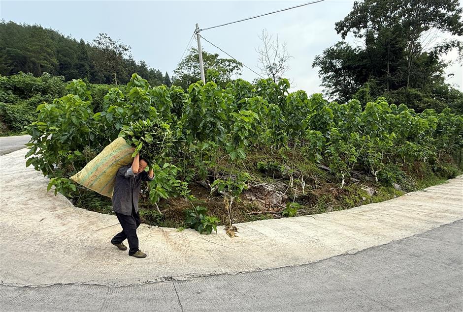 Silkworms, camellias create livelihoods from once poor, rocky soils
