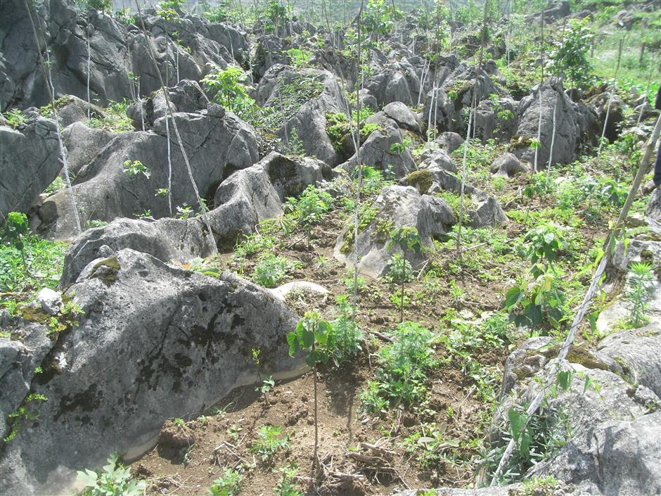 Silkworms, camellias create livelihoods from once poor, rocky soils