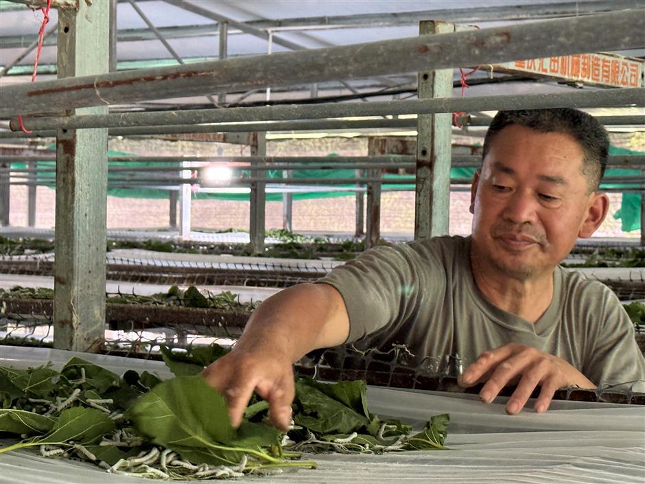 Silkworms, camellias create livelihoods from once poor, rocky soils