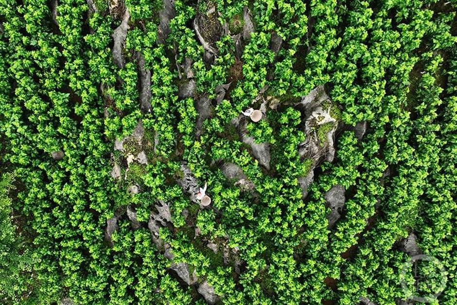 Silkworms, camellias create livelihoods from once poor, rocky soils
