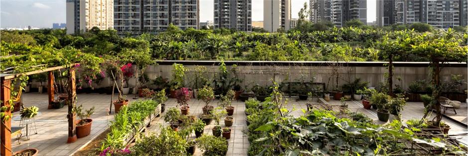 Green amid the grey concrete: Urbanites till environmental awareness leaf by leaf