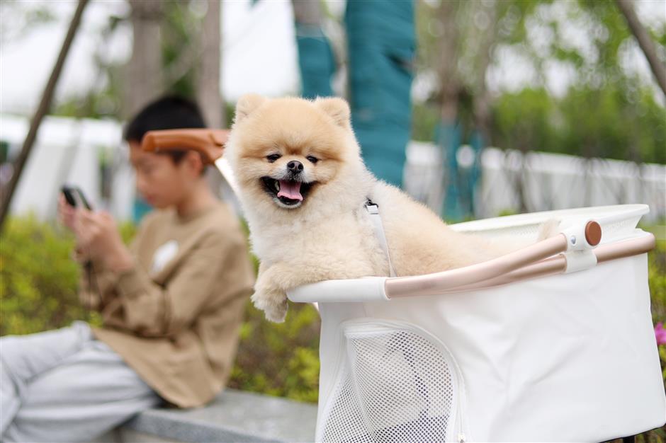 Tighten Your Tent, Mind Your Dog: New Park Rules to be Put in Place Next Month