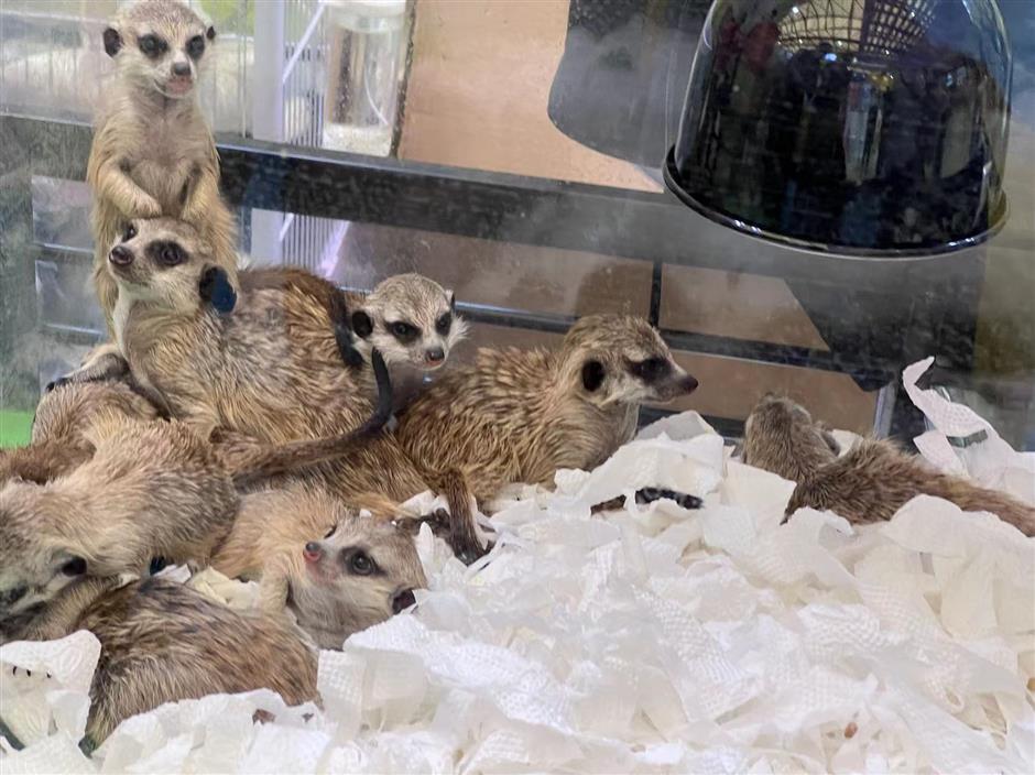 Pet show opens with AI-powered products and global ambitions