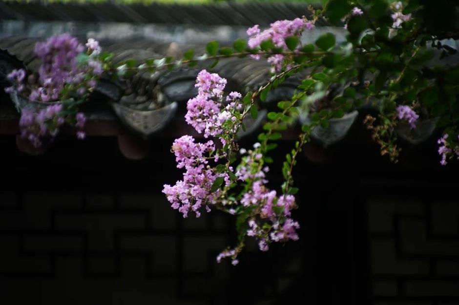 季节专属浪漫!上海的紫薇、石蒜、王莲进入最佳观赏期