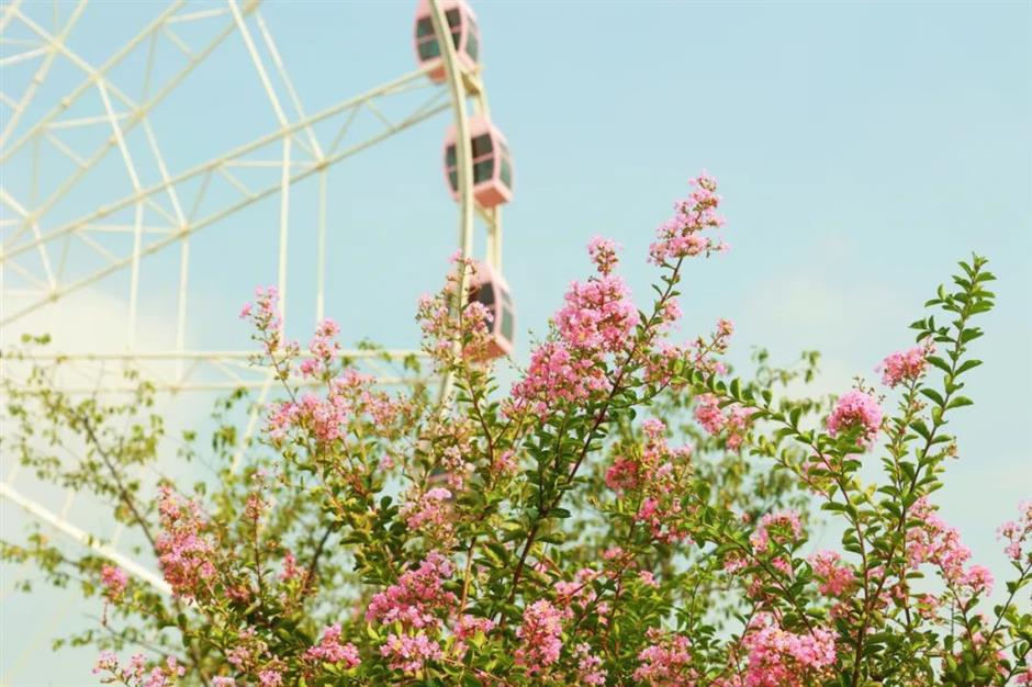 季节专属浪漫!上海的紫薇、石蒜、王莲进入最佳观赏期