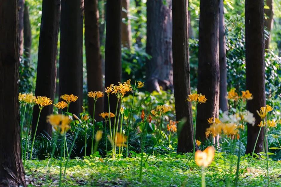 季节专属浪漫!上海的紫薇、石蒜、王莲进入最佳观赏期