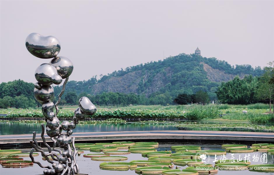 季节专属浪漫!上海的紫薇、石蒜、王莲进入最佳观赏期