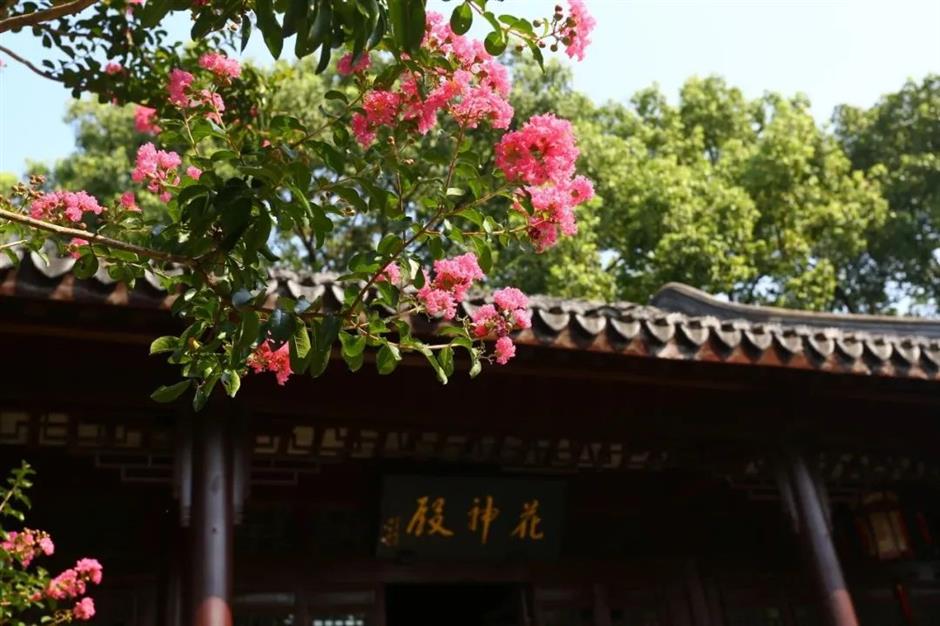 季节专属浪漫!上海的紫薇、石蒜、王莲进入最佳观赏期