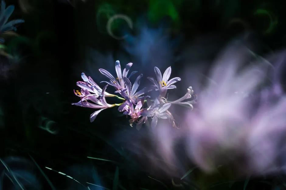 季节专属浪漫!上海的紫薇、石蒜、王莲进入最佳观赏期