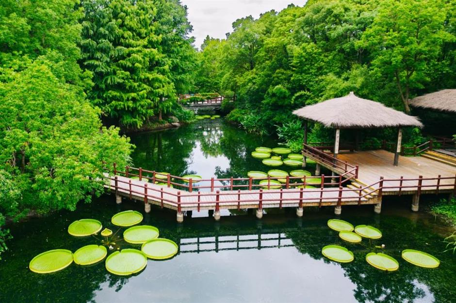 季节专属浪漫!上海的紫薇、石蒜、王莲进入最佳观赏期