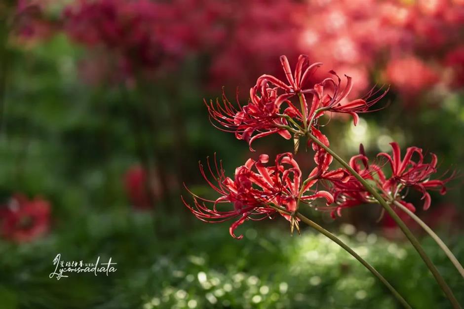 季节专属浪漫!上海的紫薇、石蒜、王莲进入最佳观赏期