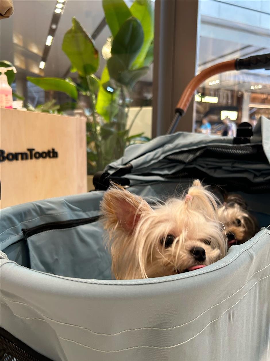 [First in Shanghai] Shanghai gets into the groove with ceamwear chic, anime streets, and posh pet life