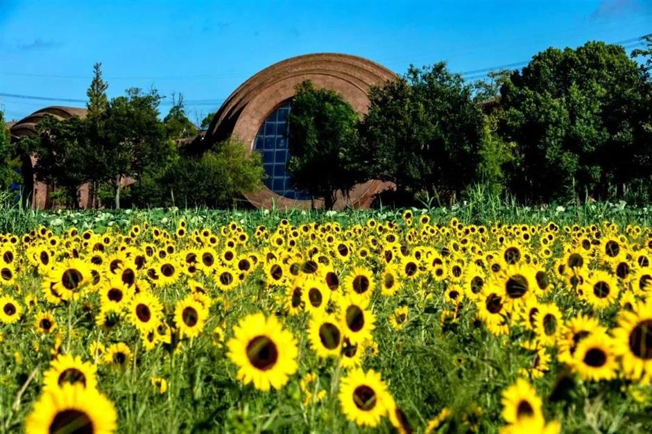 向阳而生!这片黄色花海已惊艳绽放