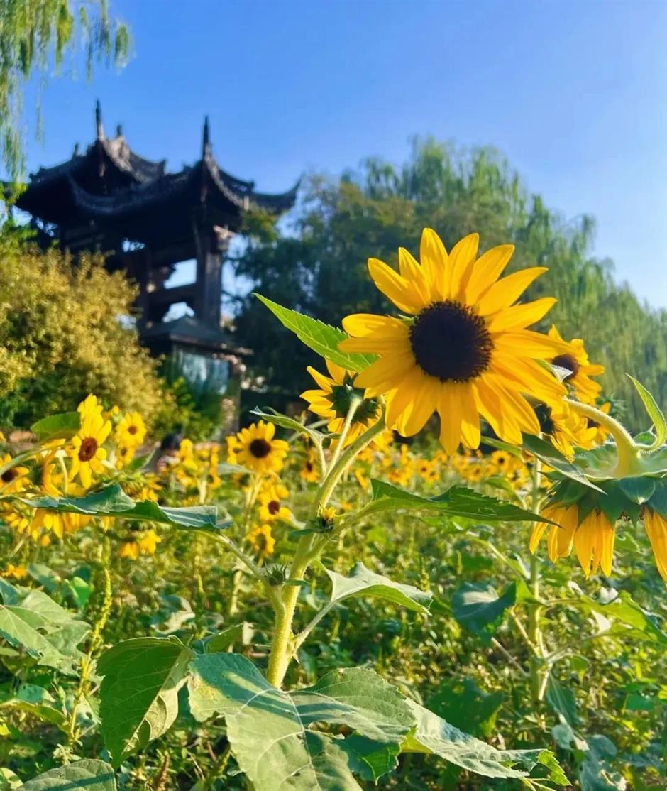 向阳而生!这片黄色花海已惊艳绽放