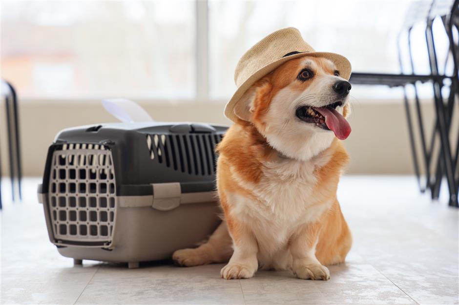 [Hai Guide] How to Get a Pet's Animal Health Certificate for Overseas Travel