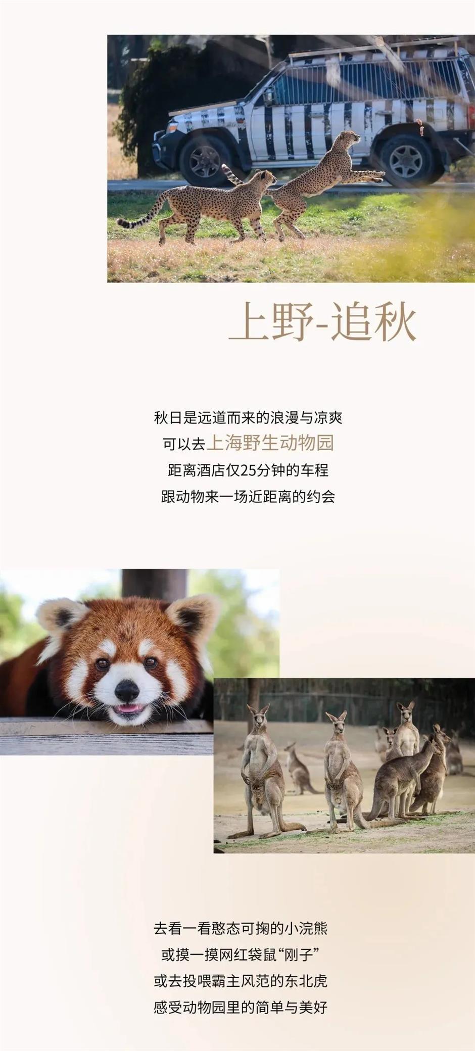 上海國際旅遊度假區隱藏玩法來了