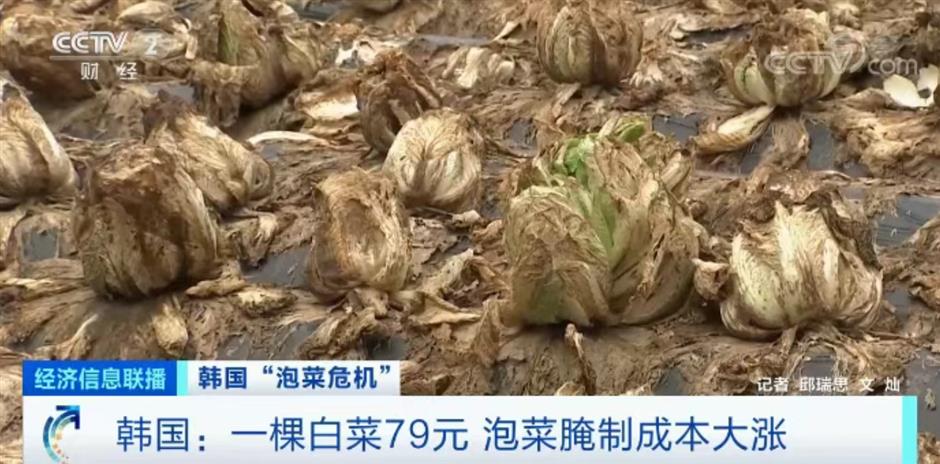 How a tiny town in Shandong becomes South Korea's kimchi lifeline