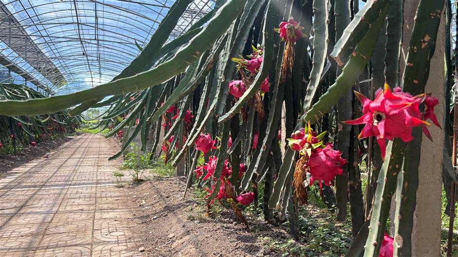 Discover the thrill of seasonal fruit harvests in orchards