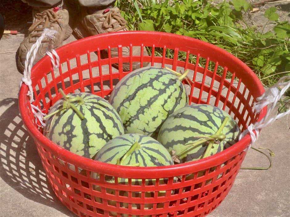 Discover the thrill of seasonal fruit harvests in orchards