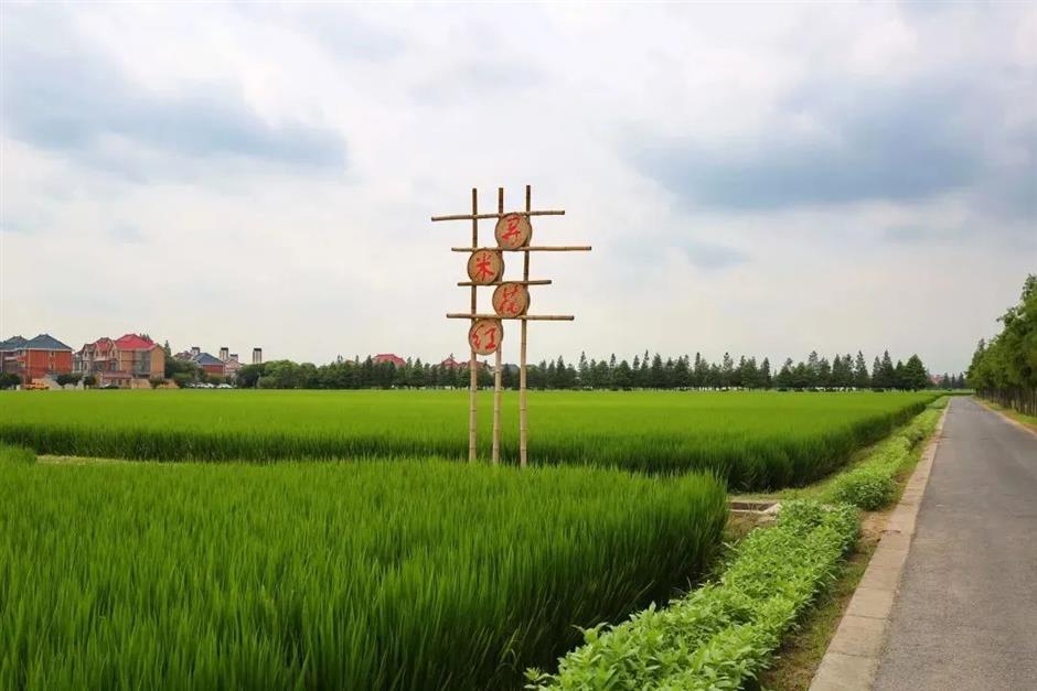 魔都治癒系村落,泛波,等風,看無邊的稻浪→