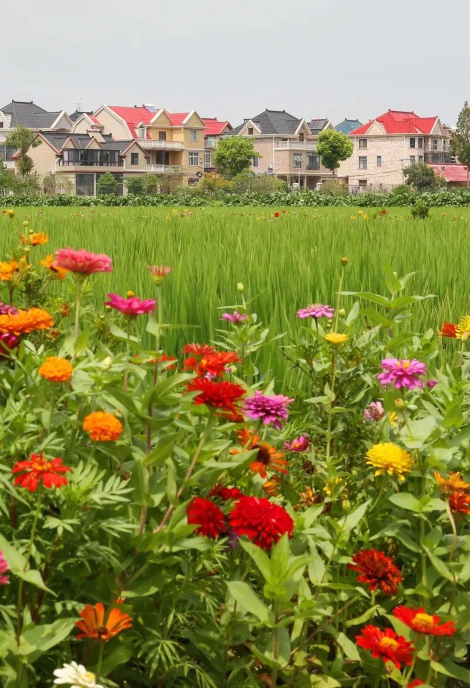 魔都治癒系村落,泛波,等風,看無邊的稻浪→