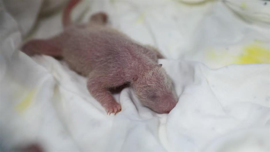 City's first 'second-generation' pandas! Pigeon pair cubs born
