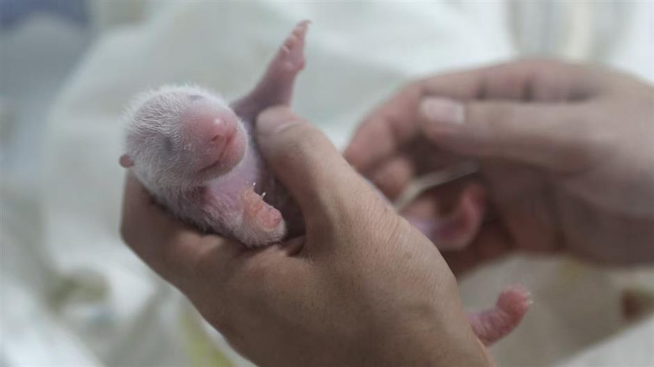 City's first 'second-generation' pandas! Pigeon pair cubs born