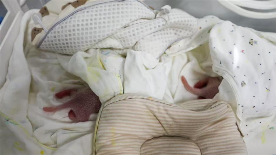 City's first 'second-generation' pandas! Pigeon pair cubs born