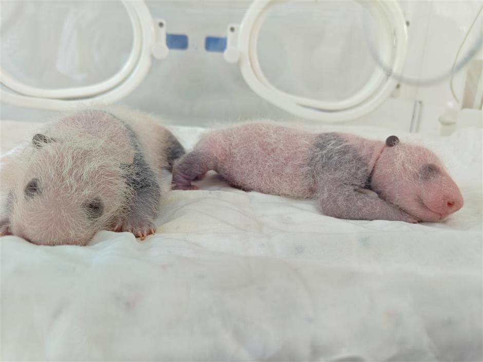 City's first 'second-generation' pandas! Pigeon pair cubs born