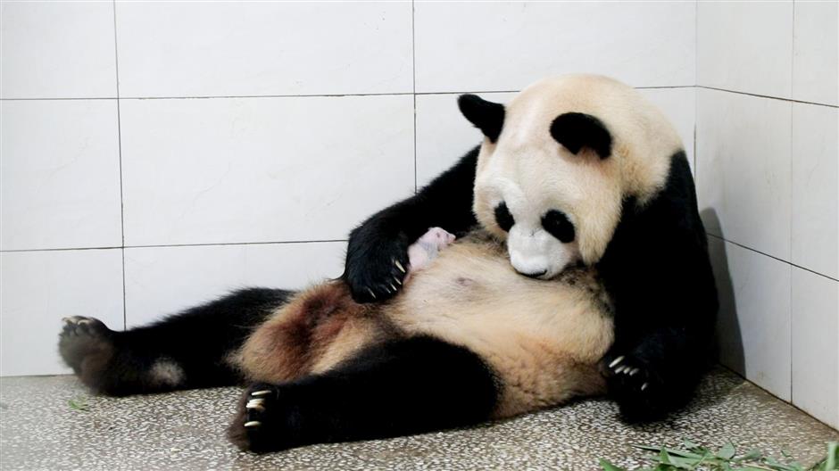 City's first 'second-generation' pandas! Pigeon pair cubs born