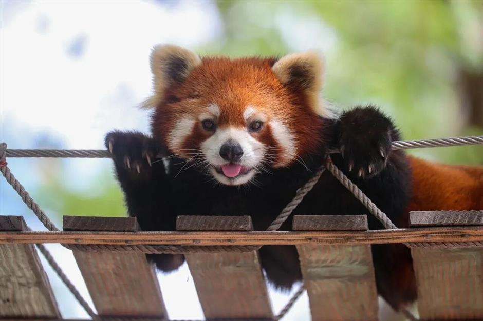 名單來了!旅遊節期間,上海63家景區(點)限時門票半價