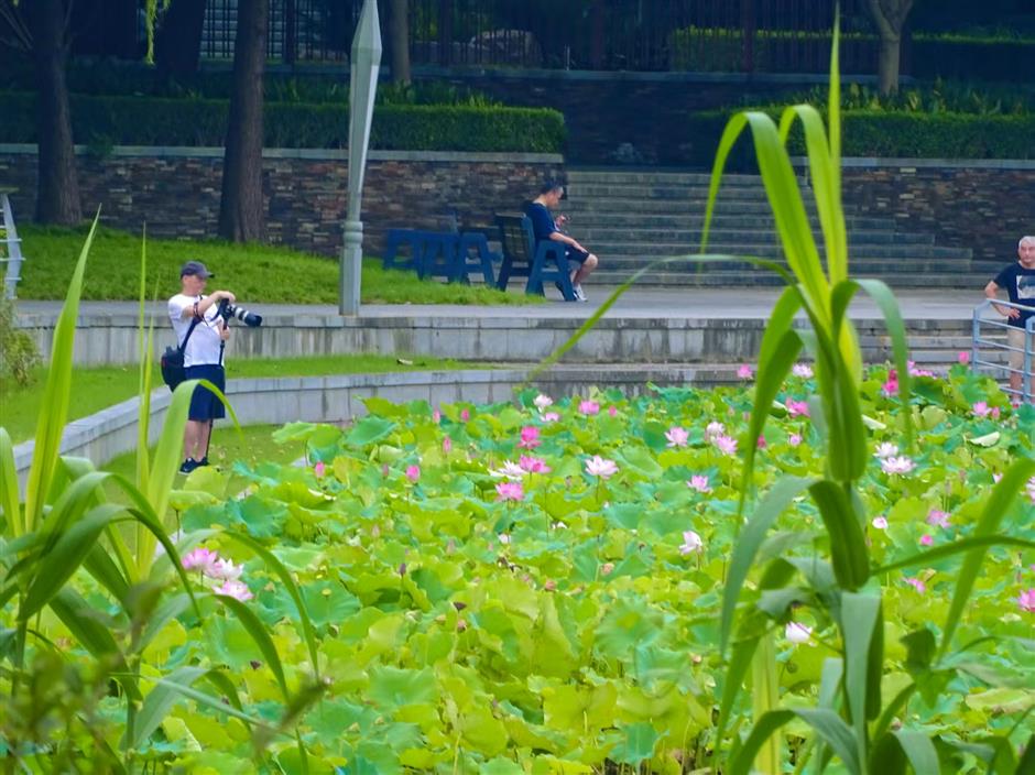 A wave of recent events and developments in Minhang