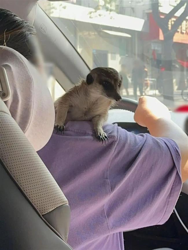 Meerkat attacks passenger during ride-hailing trip in Shanghai