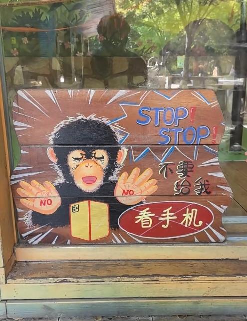 Do not show short videos to Ding Ding, a chimp, and why