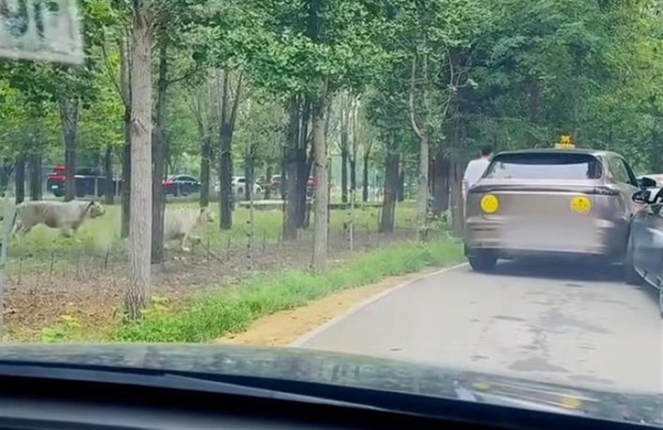 Foolish bravery, fatal consequences: Zoo recklessness endangers all