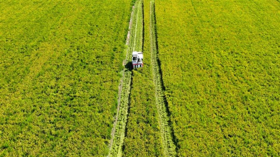 Xuhang Farmers Kick Off the Harvest Season
