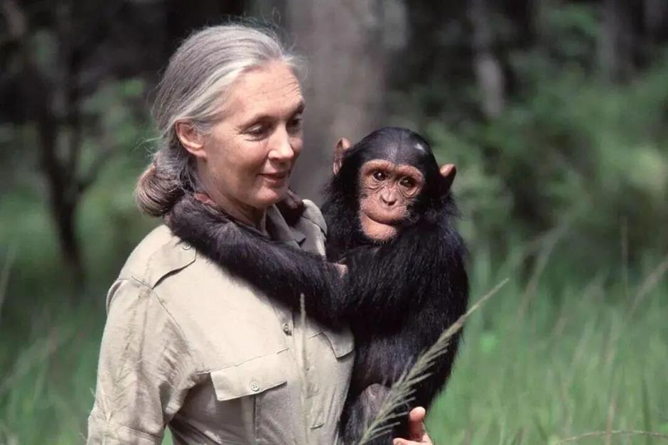 Philanthropist and Conservation Icon Jane Goodall Passes Away at 91