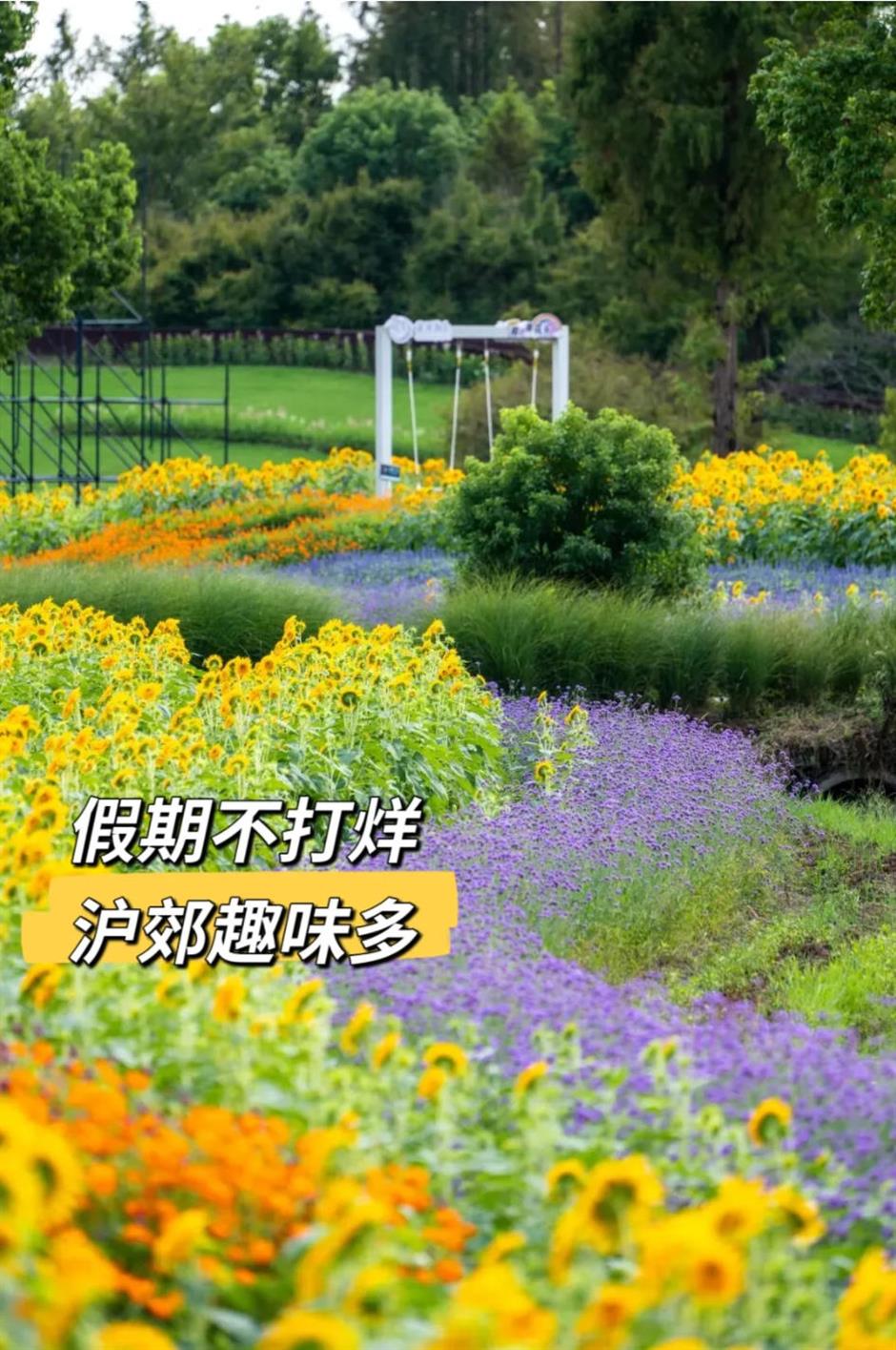 沪郊秋色,顶流!