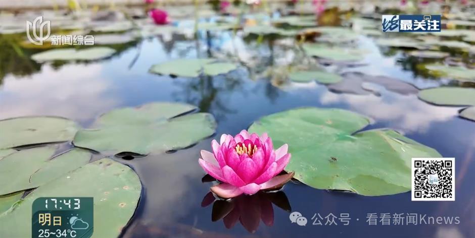 Shanghai Logs Third-Longest Summer at 153 Days