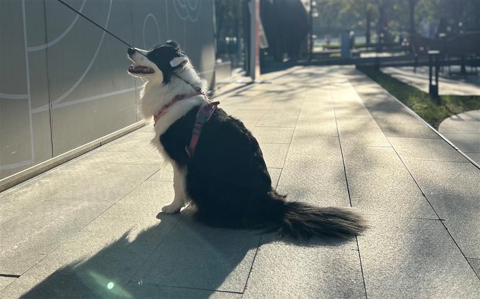 [First in Shanghai] Have a Pet? Shanghai's Pet Market is Huge