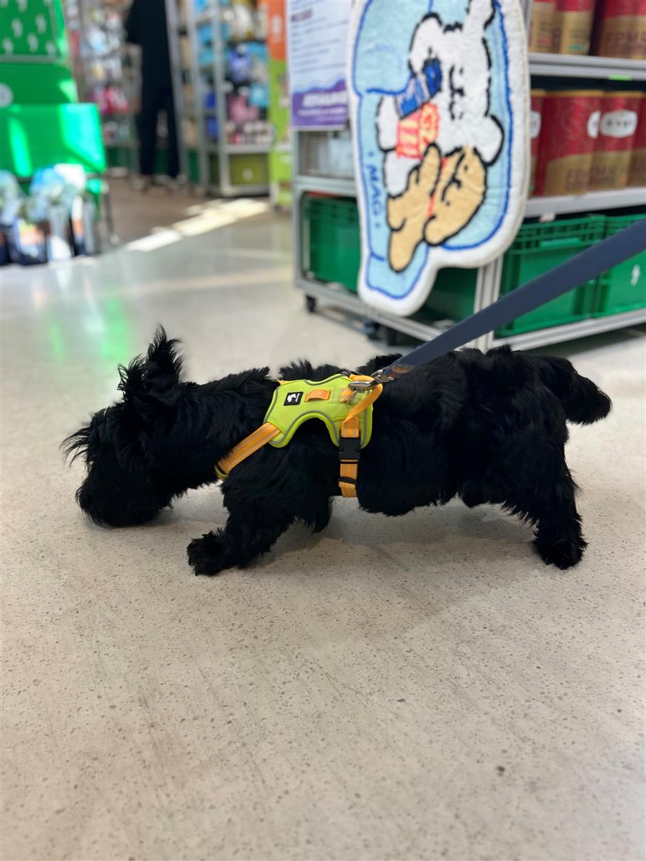 [First in Shanghai] Have a Pet? Shanghai's Pet Market is Huge