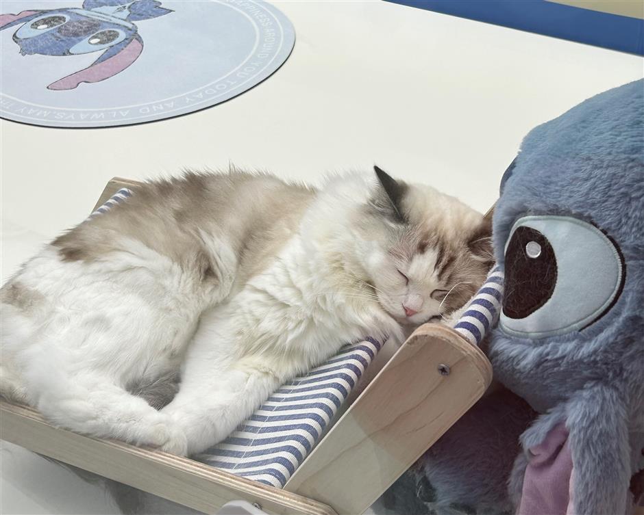 [First in Shanghai] Have a Pet? Shanghai's Pet Market is Huge