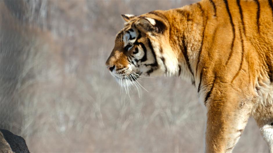 Shedding Light on China's Rich Biodiversity: 'Our National Park' New Season Airs Tomorrow