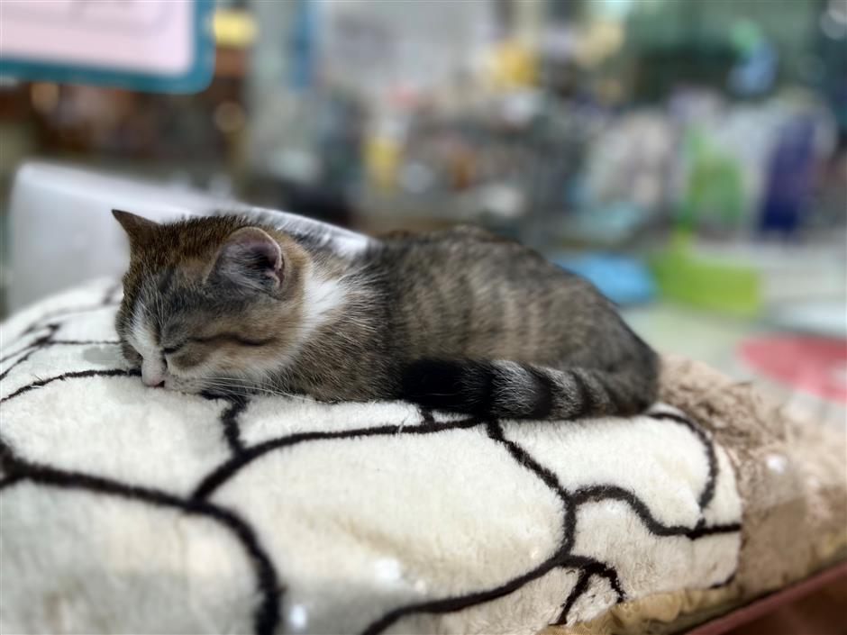 [First in Shanghai] Have a Pet? Shanghai's Pet Market is Huge