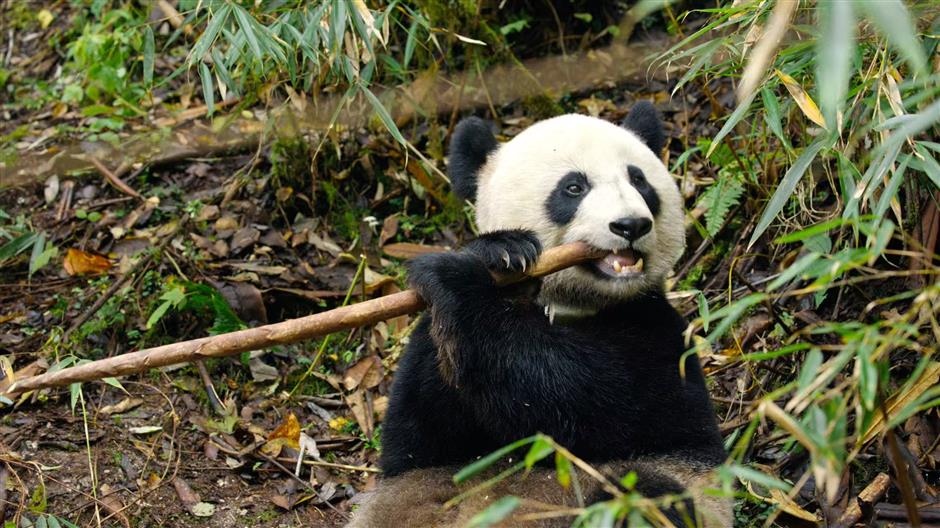 Shedding Light on China's Rich Biodiversity: 'Our National Park' New Season Airs Tomorrow